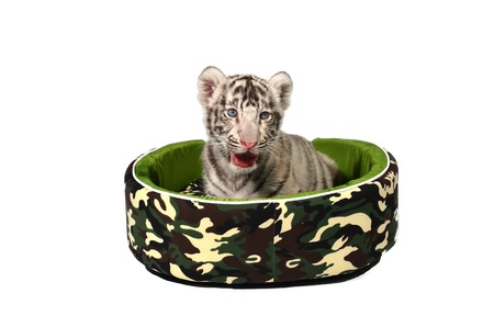 baby white tiger laying in a mattress isolated on white backgroundの写真素材