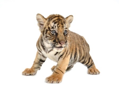 baby bengal tiger isolated on white backgroundの写真素材