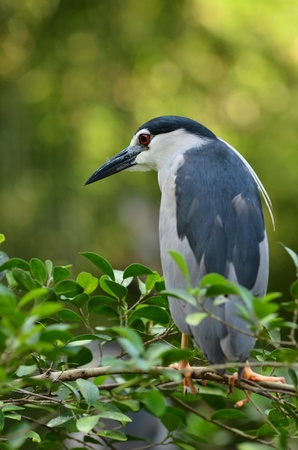 black-crowned night heron, nycticorax nycticoraxの写真素材