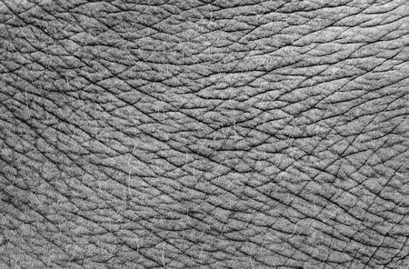 textured of asia elephant skinの写真素材