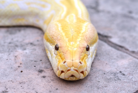 albino phyton head close upの写真素材