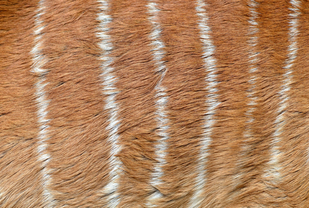 textured of nyala fur (Tragelafhus angasii)の写真素材