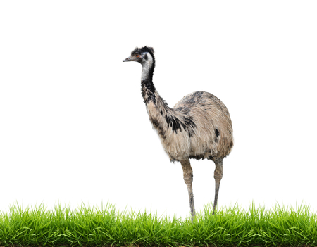 emu with green grass isolated on white backgroundの写真素材