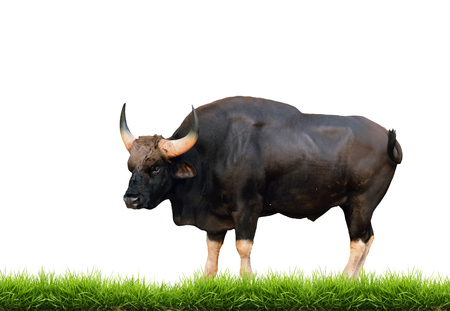 gaur with green grass isolated on white backgroundの写真素材