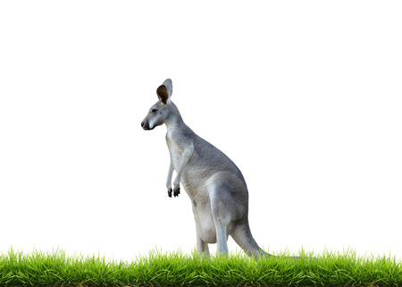grey kangaroo with green grass isolated on white backgroundの写真素材
