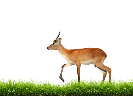 red lechwe with green grass isolated on white backgroundの写真素材
