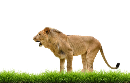 male lion with green grass isolated on white backgroundの写真素材
