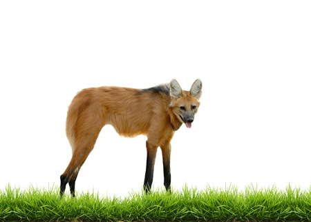 maned wolf with green grass isolated on white backgroundの写真素材