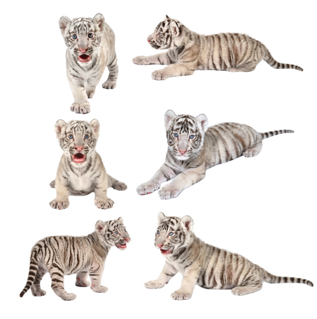 baby white bengal tiger isolated on white backgroundの写真素材