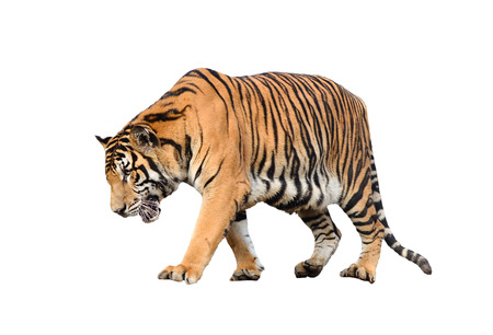 bengal tiger isolated on white backgroundの写真素材