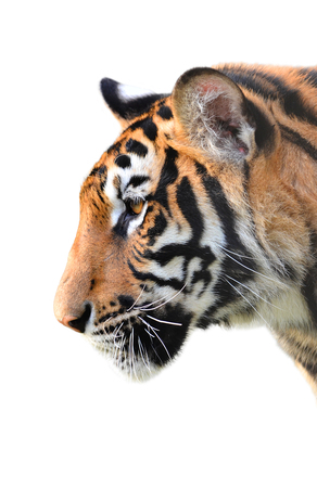 tiger head isolated on white backgroundの写真素材