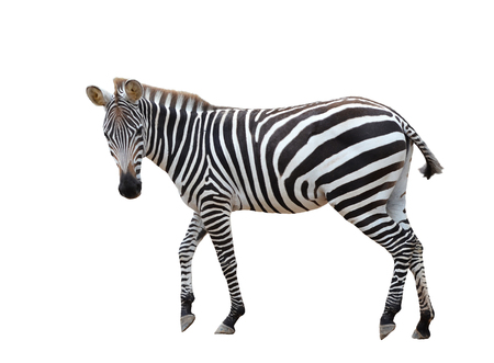 zebra isolated on white backgroundの写真素材