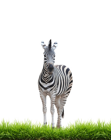 zebra with green grass isolated on white backgroundの写真素材