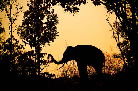 asia elephant in the forest at sunsetの写真素材