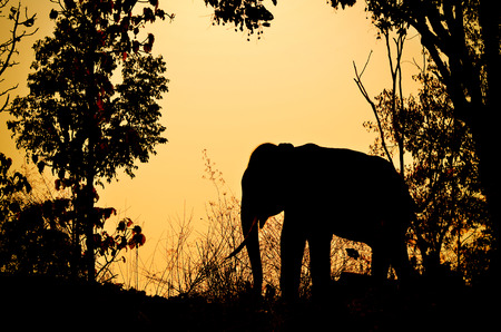 asia elephant in the forest at sunsetの写真素材