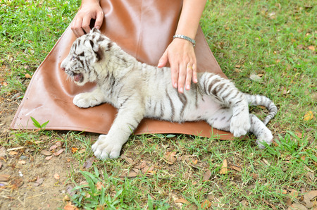 zookeeper take care and feeding baby white tigerの写真素材