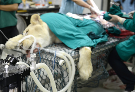 Veterinarian performing an operation on a lion in the operating roomの写真素材