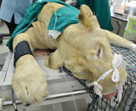 Veterinarian performing an operation on a lion in the operating roomの写真素材