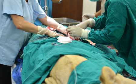 Veterinarian performing an operation on a lion in the operating roomの写真素材