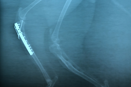 x ray picture of wild animal skeletonの写真素材