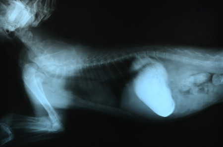 x ray picture of wild animal skeletonの写真素材