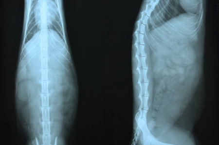 x ray picture of wild animal skeletonの写真素材