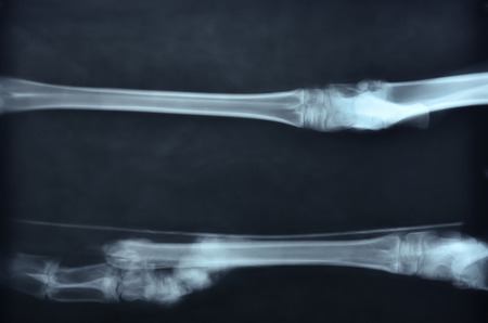 x ray picture of wild animal skeletonの写真素材