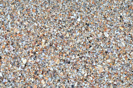 variety of broken seashells on a beach.の写真素材