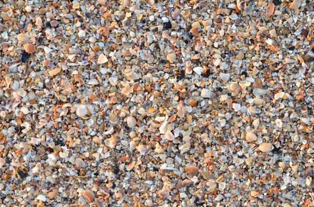 variety of broken seashells on a beach.の写真素材