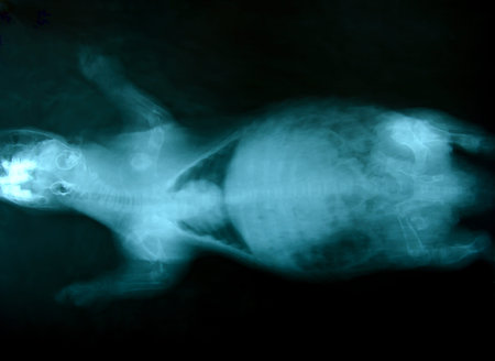 x ray picture of wild animal skeletonの写真素材