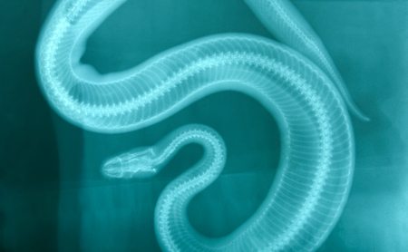 x ray picture of wild animal skeletonの写真素材