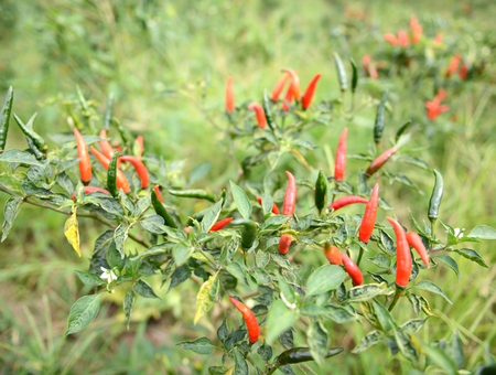 fresh chili on tree in the gardenの写真素材