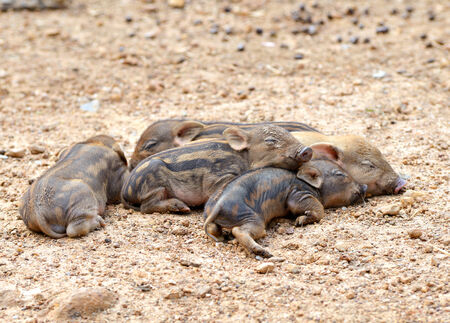 group of sleeping baby wid boarの写真素材