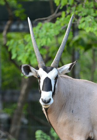 close up of gemsbok or oryx headの写真素材