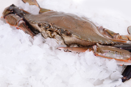 a crab freeze in iceの写真素材