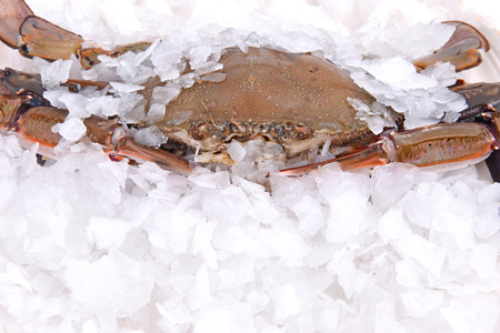 a crab freeze in iceの写真素材