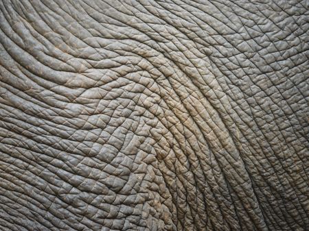 background textured of an asia elephant skinの写真素材
