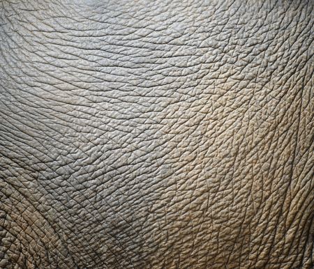 background textured of an asia elephant skinの写真素材