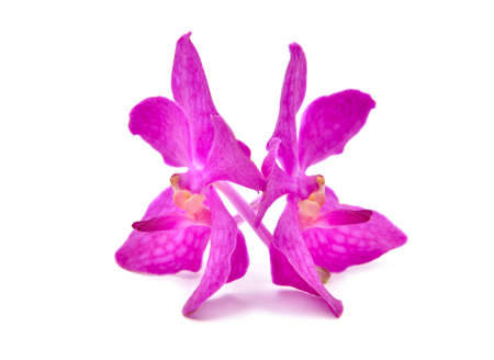 beautiful blooming orchid isolated on white backgroundの写真素材
