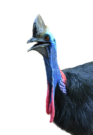close up of cassowary head isolated on whiteの写真素材