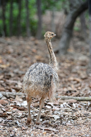 a baby ostrich in zooの写真素材
