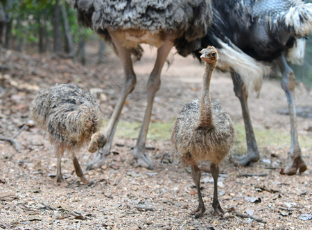 a baby ostrich in zooの写真素材