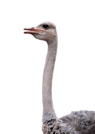 close up of ostrich head isolated on white backgroundの写真素材