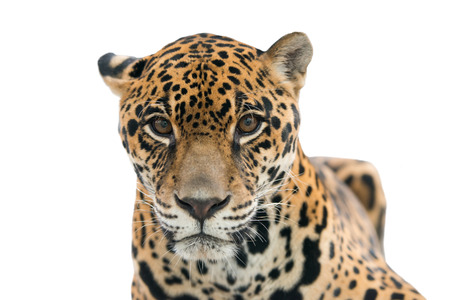 jaguar ( Panthera onca ) isolated on white backgroundの写真素材