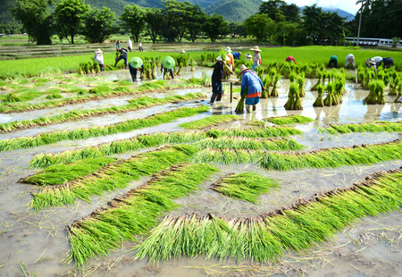 thailand farmer work in a rice plantationの写真素材