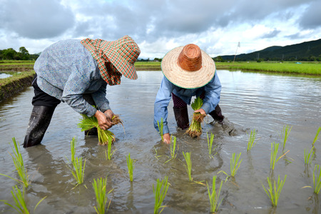 thailand farmer work in a rice plantationの写真素材