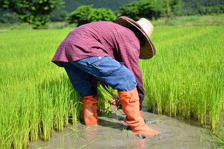 thailand farmer work in a rice plantationの写真素材