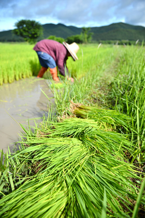thailand farmer work in a rice plantationの写真素材