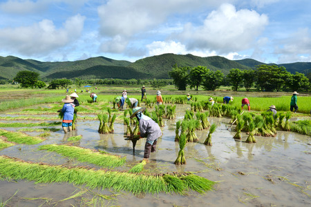 thailand farmer work in a rice plantationのeditorial素材