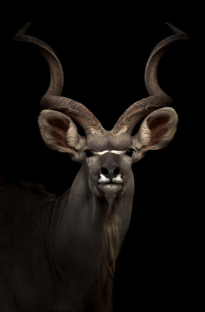 greater gudu standing in the dark nightの写真素材
